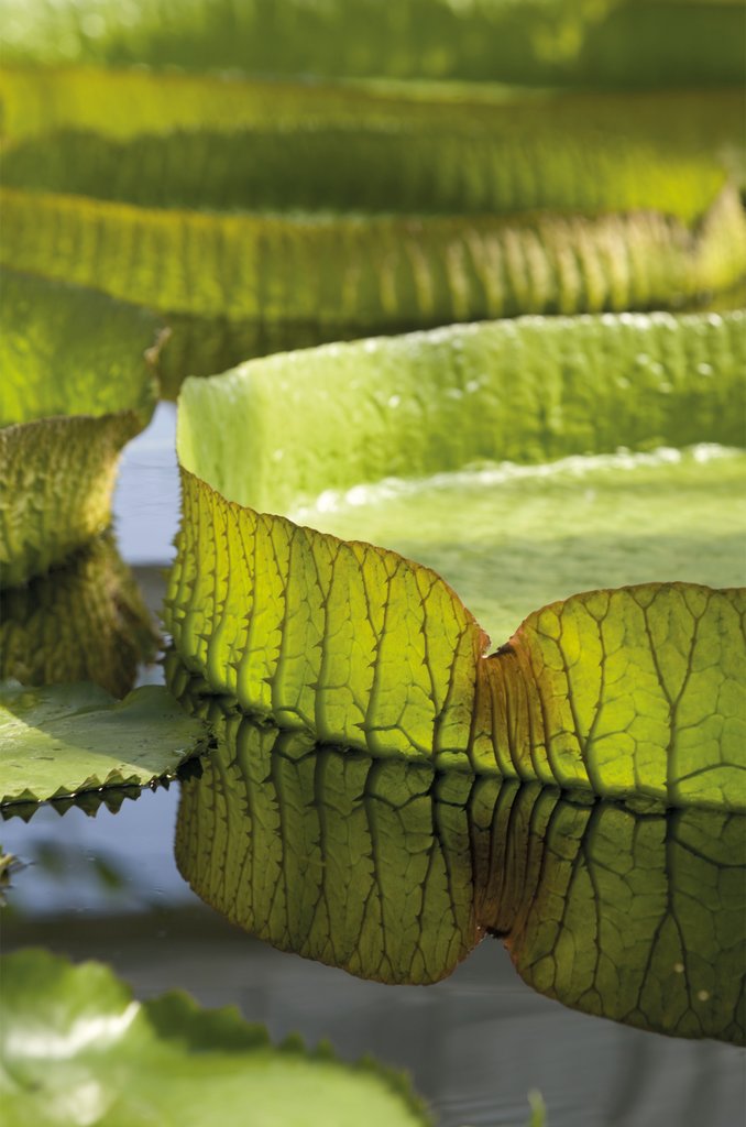 Detail of Victoria amazonica. Giant Amazonian Waterlily by Andrew McRobb
