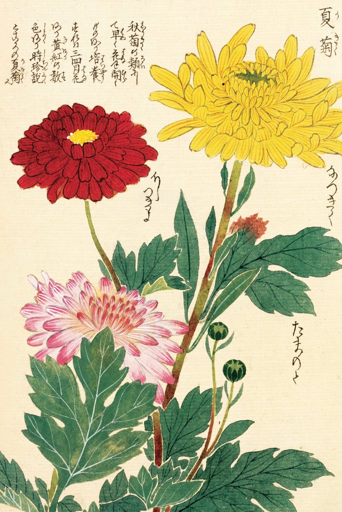 Detail of Honzo Zufu [Chrysanths] by Kan'en Iwasaki