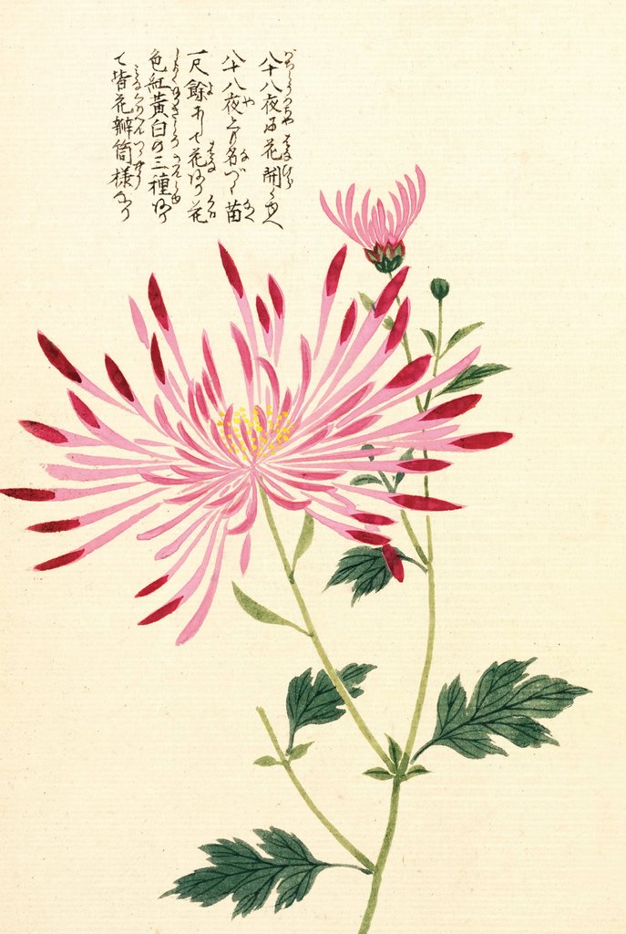 Detail of Honzo Zufu [Spider Chrysanth] by Kan'en Iwasaki