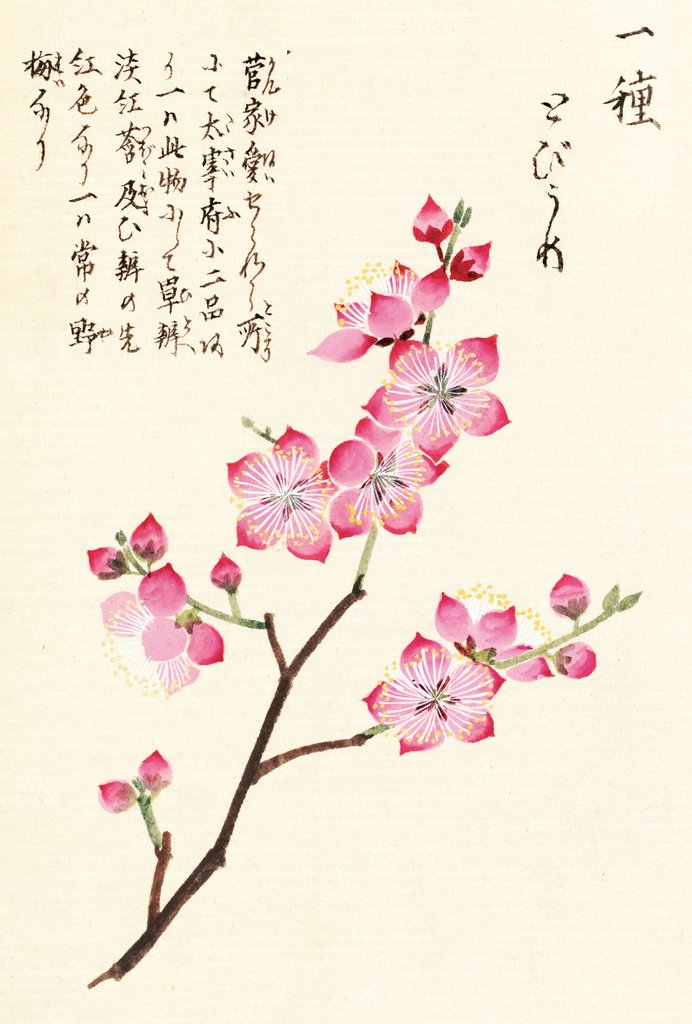 Detail of Honzo Zufu [Cherry Blossum] by Kan'en Iwasaki
