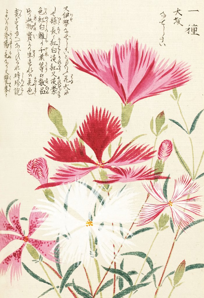 Detail of Honzo Zufu [Carnations] by Kan'en Iwasaki