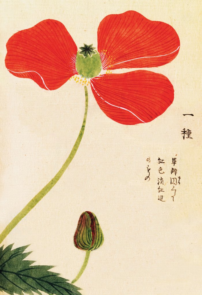 Detail of Honzo Zufu [Poppy] by Kan'en Iwasaki