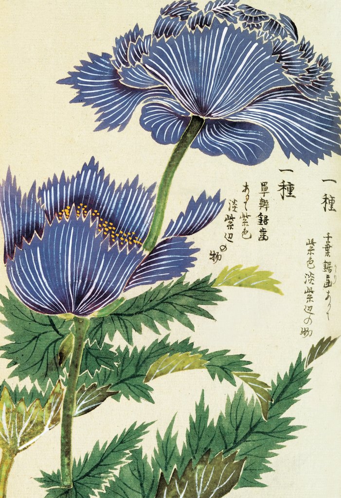 Detail of Honzo Zufu [Blue Flower] by Kan'en Iwasaki