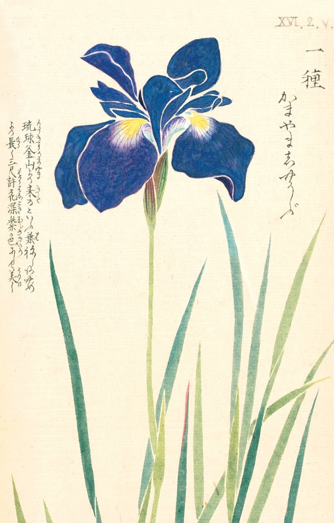 Detail of Honzo Zufu [Iris] by Kan'en Iwasaki