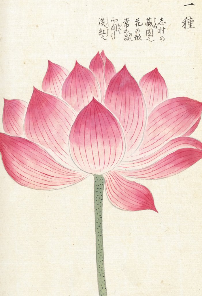 Detail of Honzo Zufu [Lotus] by Kan'en Iwasaki