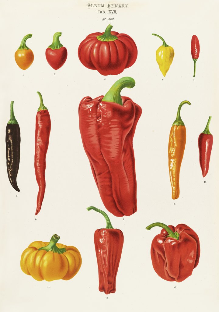 Detail of Capsicums, or Chilli Peppers by Ernst Benary