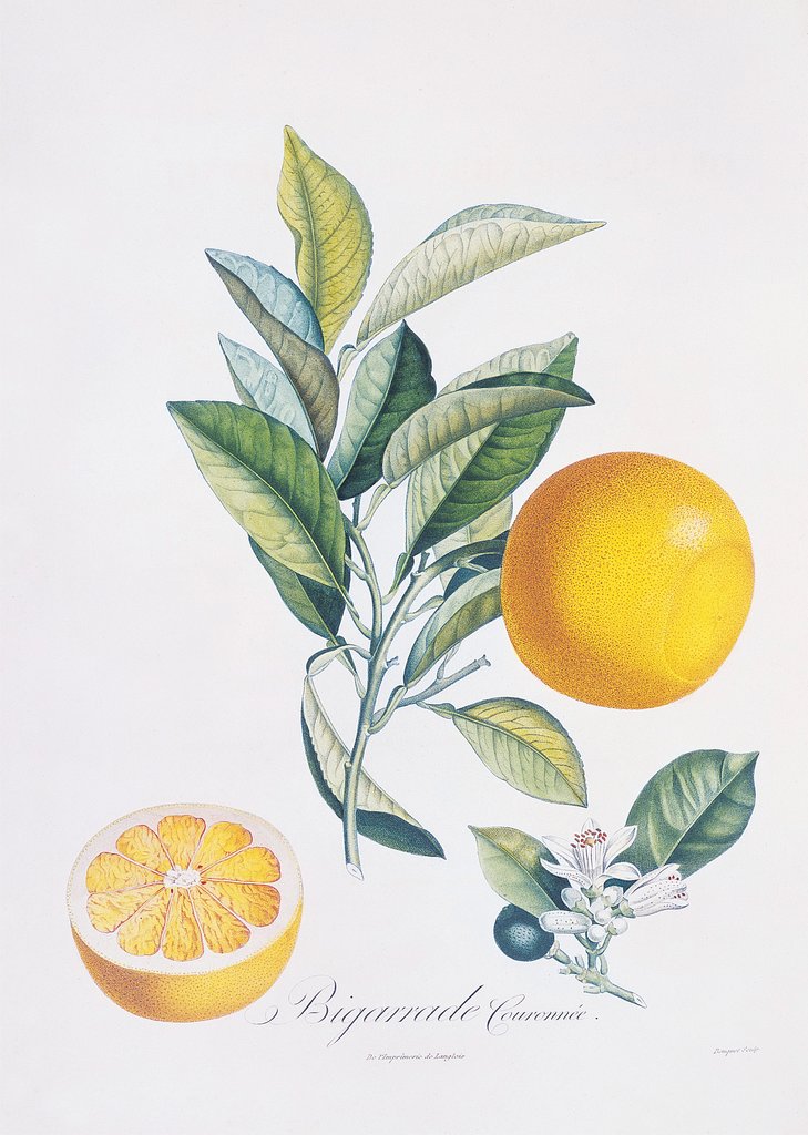 Detail of Orange Bigarrade Couronnée by Antoine Poiteau