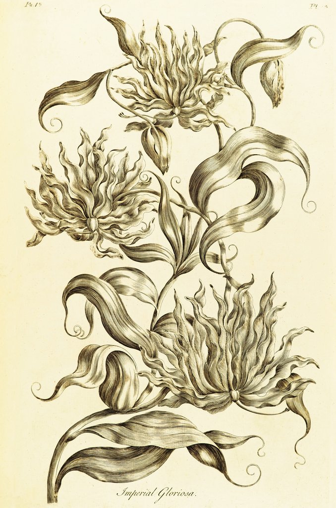 Detail of Imperial Gloriosa - Gloriosa superba by John Hill