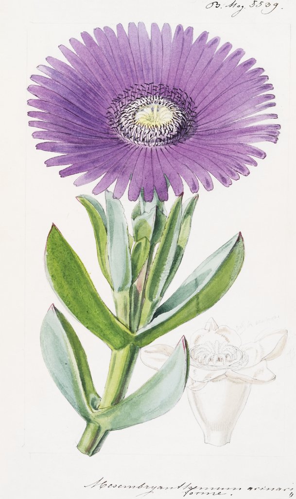 Detail of Mesembryanthemum acinaciforme. Scimitar-Leaved Fig-Marigold by Walter Hood Fitch
