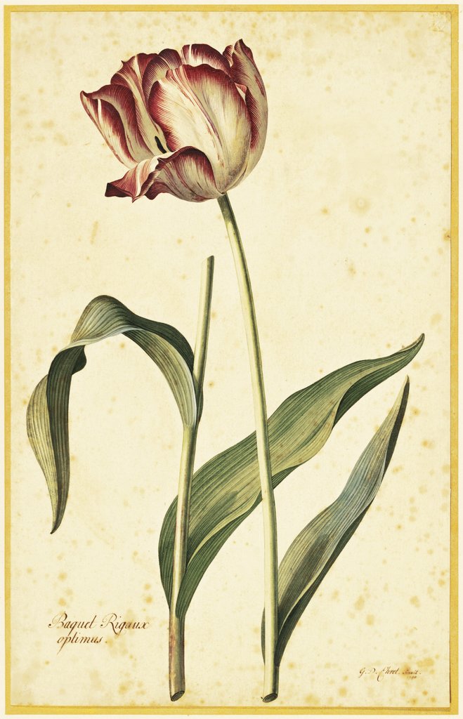 Detail of Tulip by Georg Dionysius Ehret