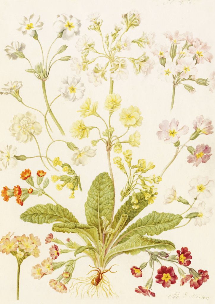 Detail of Polyanthus and Primroses by Maria Sibylla Merian