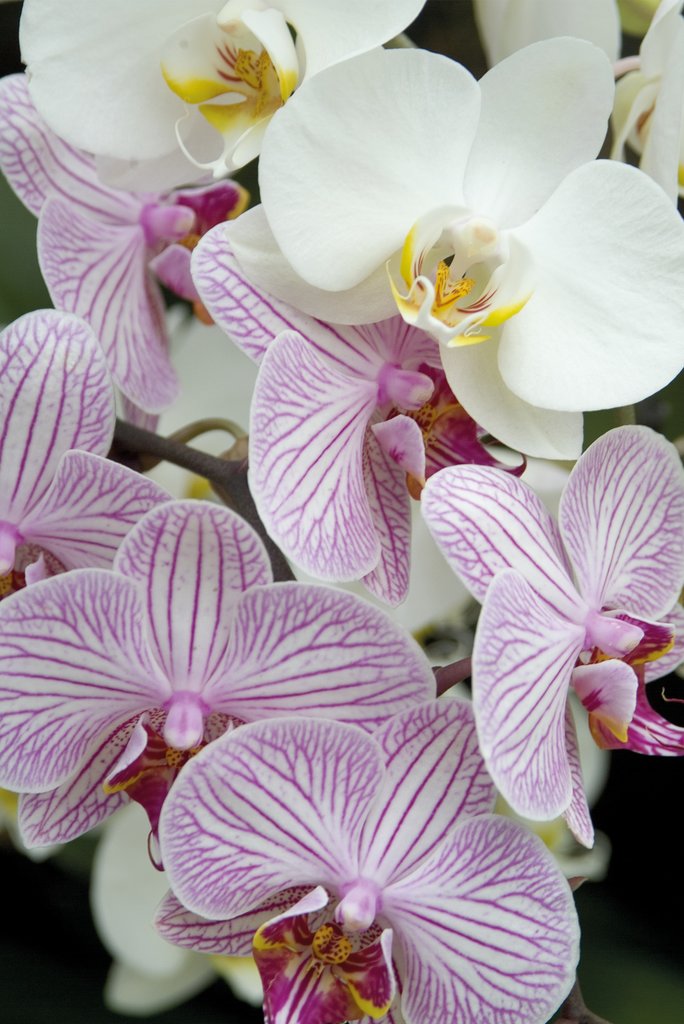 Detail of Orchid Festival - Phalaenopsis Hybrids by Andrew McRobb