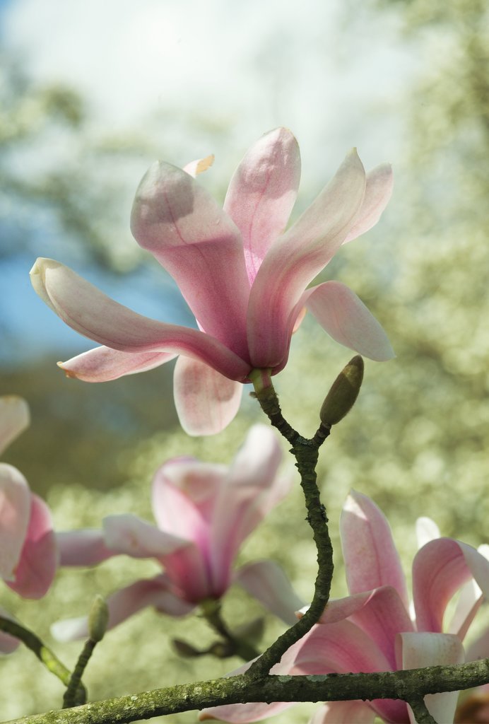 Detail of Magnolia sprengeri. var. diva by Andrew McRobb