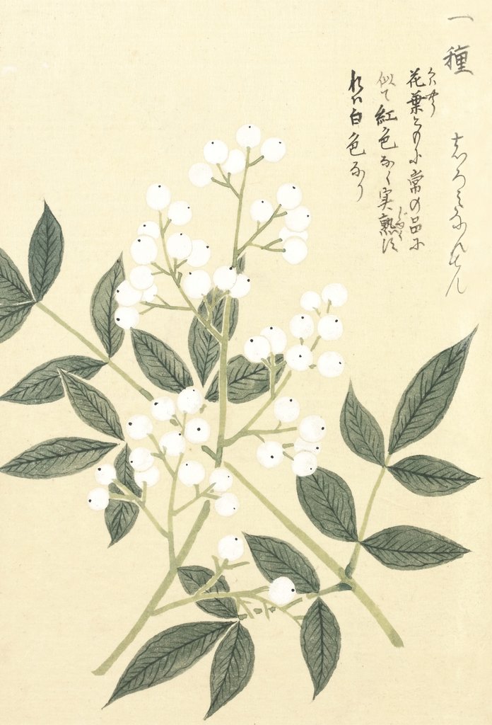 Detail of Honzo Zufu [White Berries] by Kan'en Iwasaki