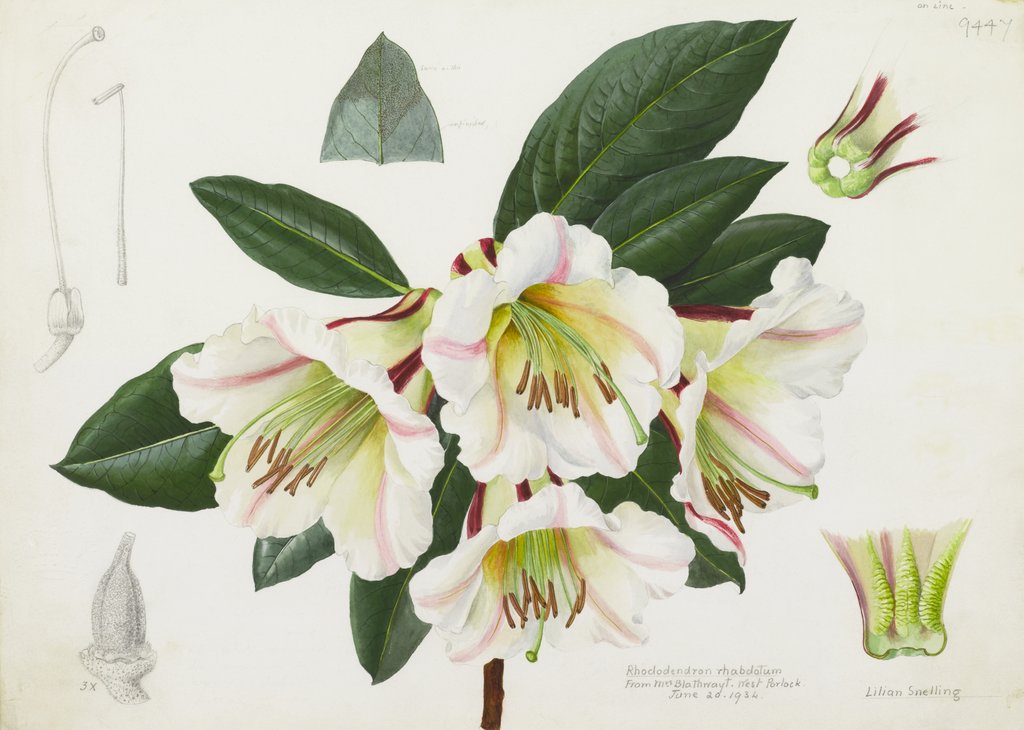 Detail of Rhododendron rhabdutum by Lillian Snelling