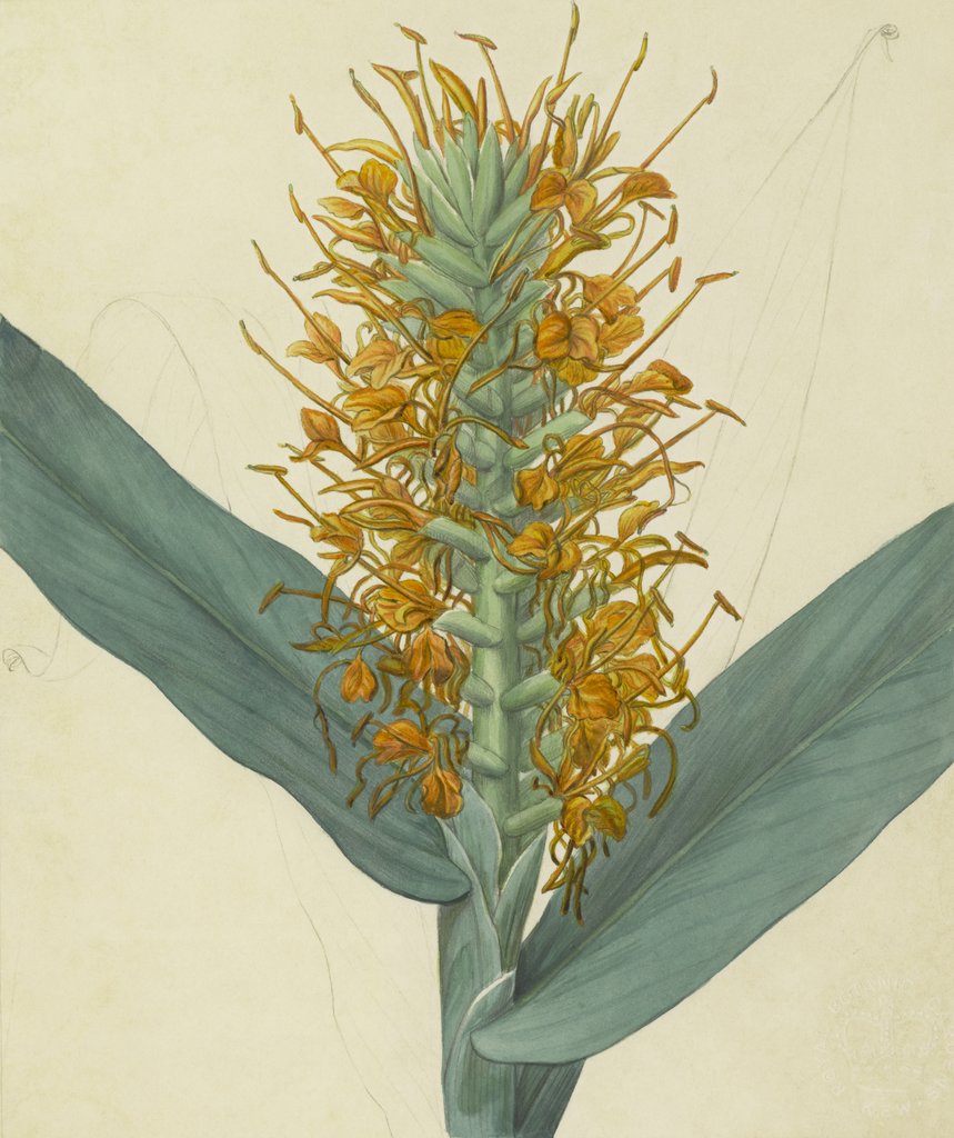 Detail of Hedychrinum augustifolium by James Sowerby