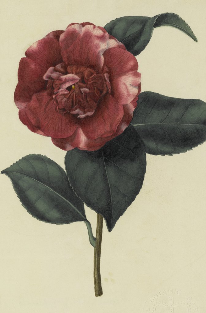 Detail of Camellia japonica var. by John Curtis