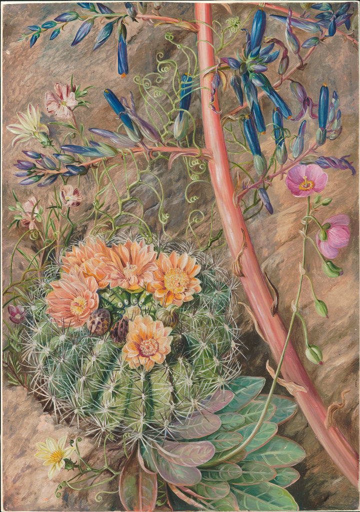 Detail of 14. Some flowers of the sterile region of Cauquenas, Chili, 1880 by Marianne North