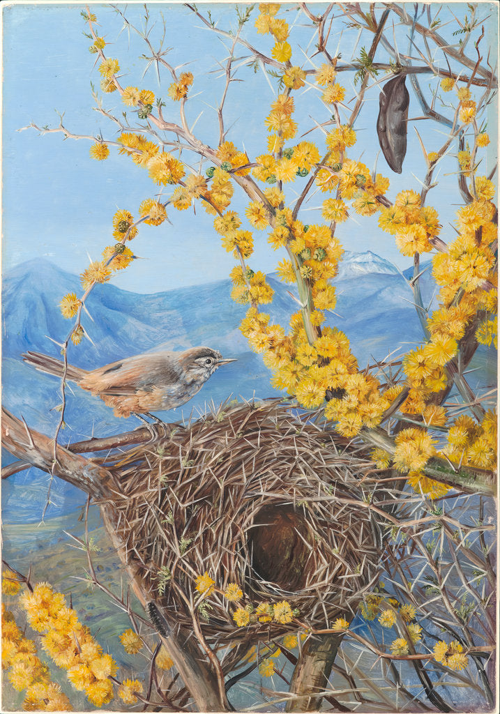 Detail of 15. Armed bird's nest in acacia bush, Chili, 1880 by Marianne North