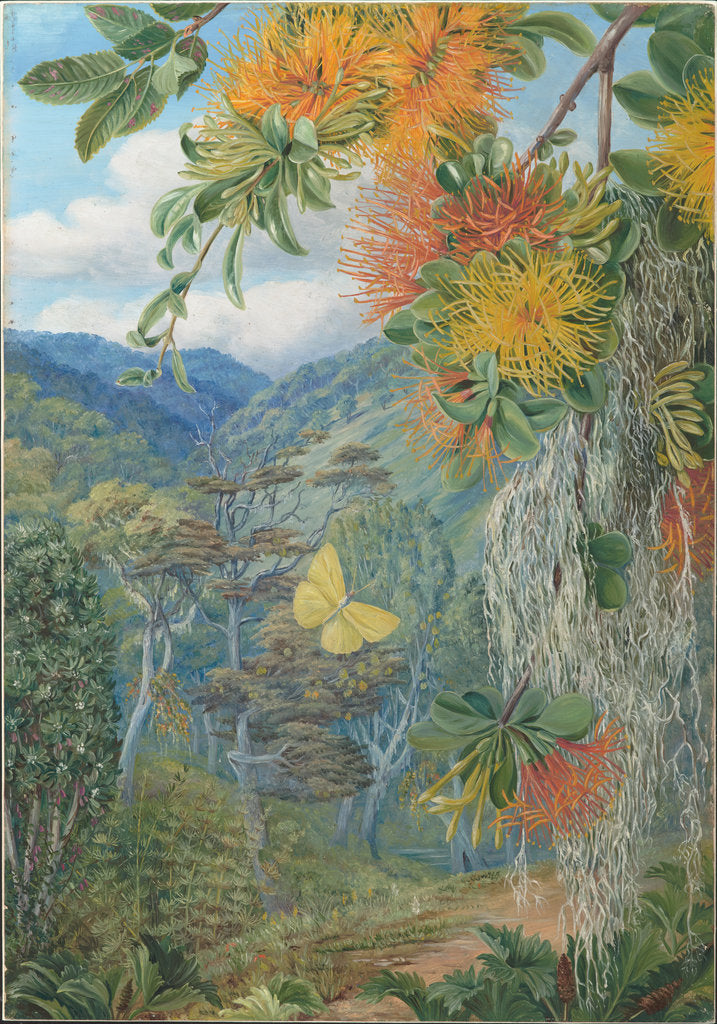 Detail of 21. Parasites on beech trees, Chili, 1880 by Marianne North
