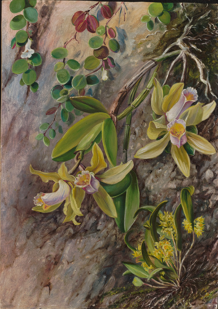 Detail of 39. Orchids and creeper on Water-worn Boulders in the Bay of Rio Janeiro, Brazil, 1880 by Marianne North