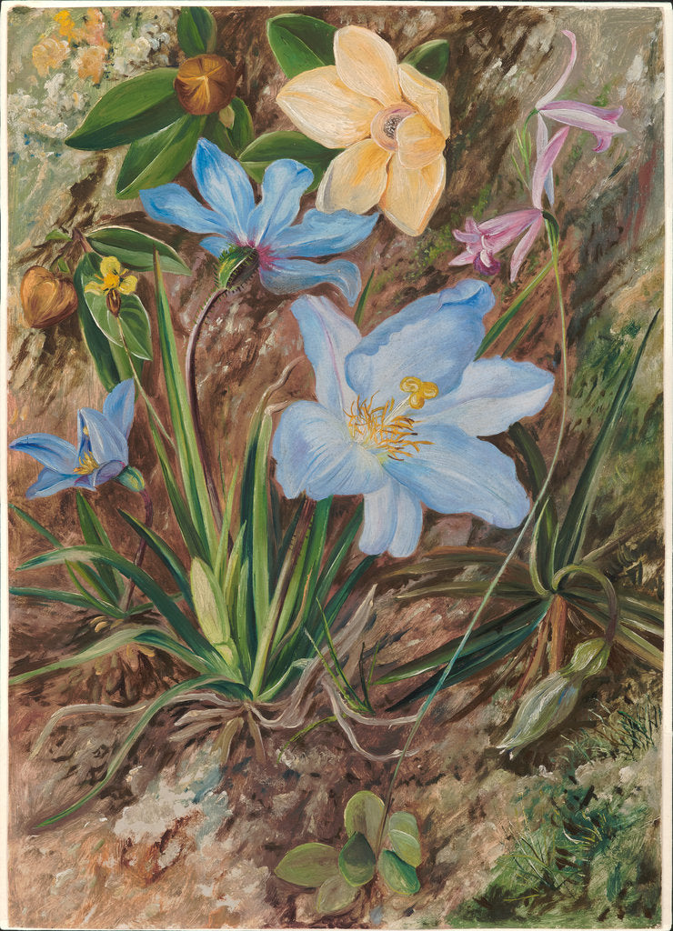 Detail of 55. Brazilian wild flowers, 1880. by Marianne North