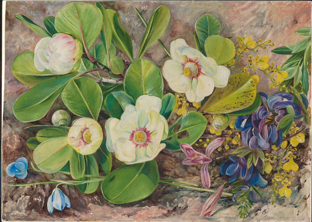 Detail of 57. Wild flowers of Brazil, 1880 by Marianne North