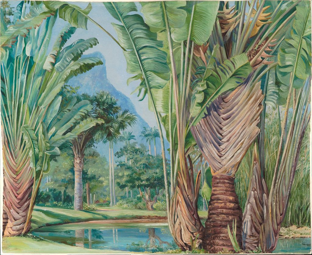 Detail of 58. Study of the traveller's tree of Madagascar in the botanic garden of Rio, 1880 by Marianne North