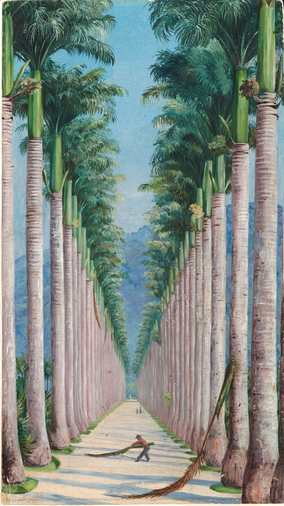 Detail of 63. Avenue of royal palms at Botafogo, Brazil, 1880 by Marianne North