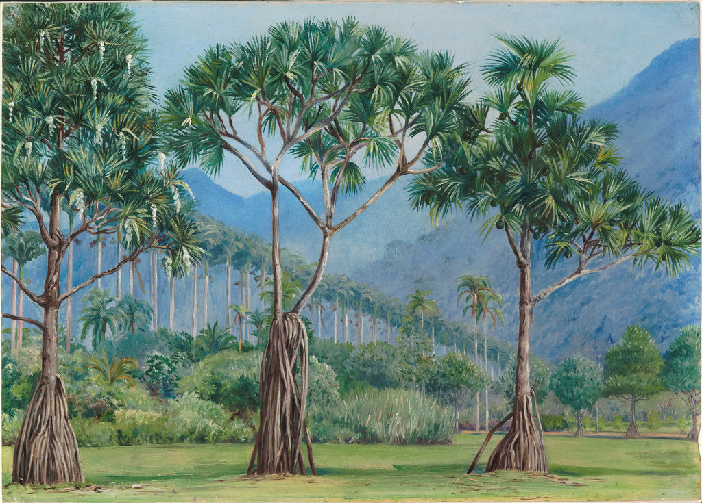 Detail of 66. Screw pines and avenue of royal palms in the botanic gardens, Rio, 1880 by Marianne North