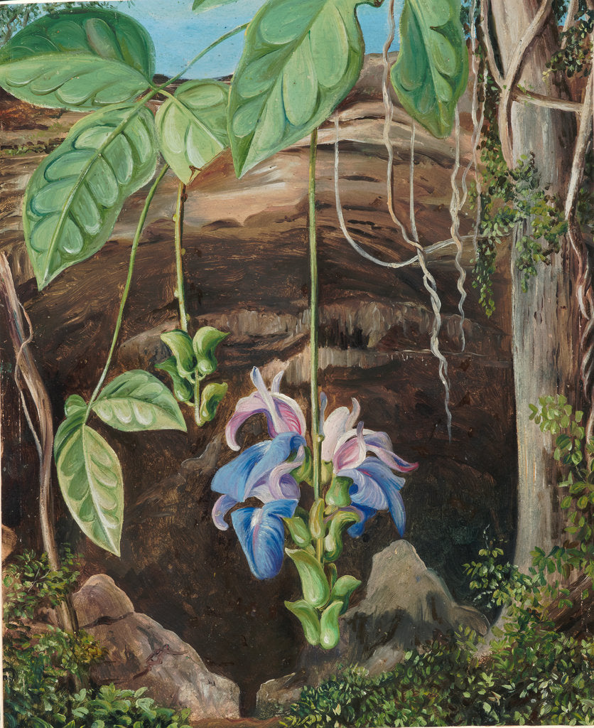 Detail of 99. Flowers of a twiner, Brazil, 1880 by Marianne North