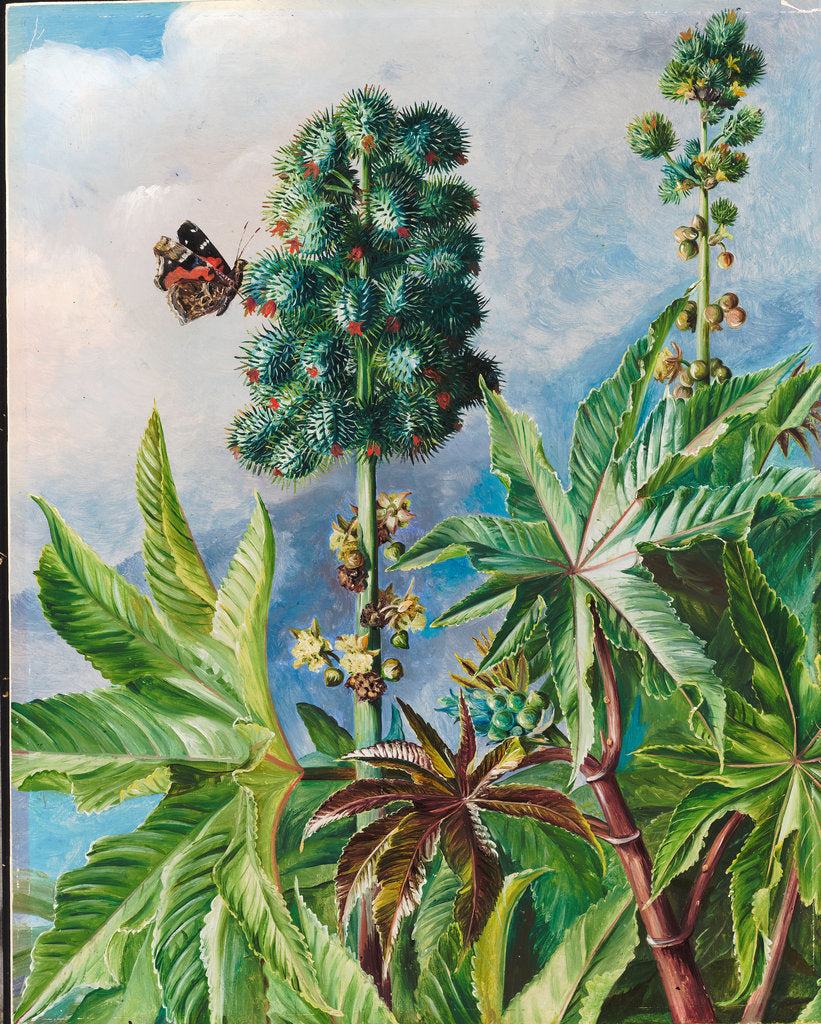 Detail of 101. Palma christi or castor oil, 1873 by Marianne North
