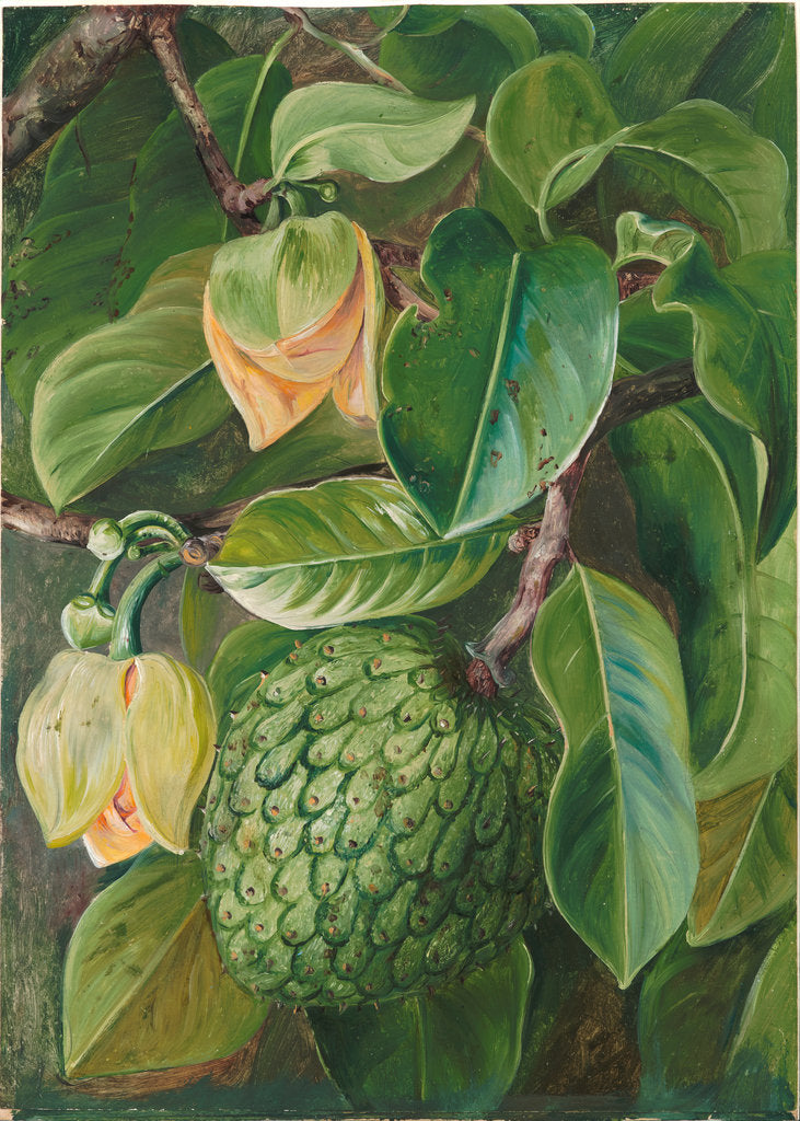 Detail of 104. Foliage, flowers, and fruit of the soursop, 1873 by Marianne North