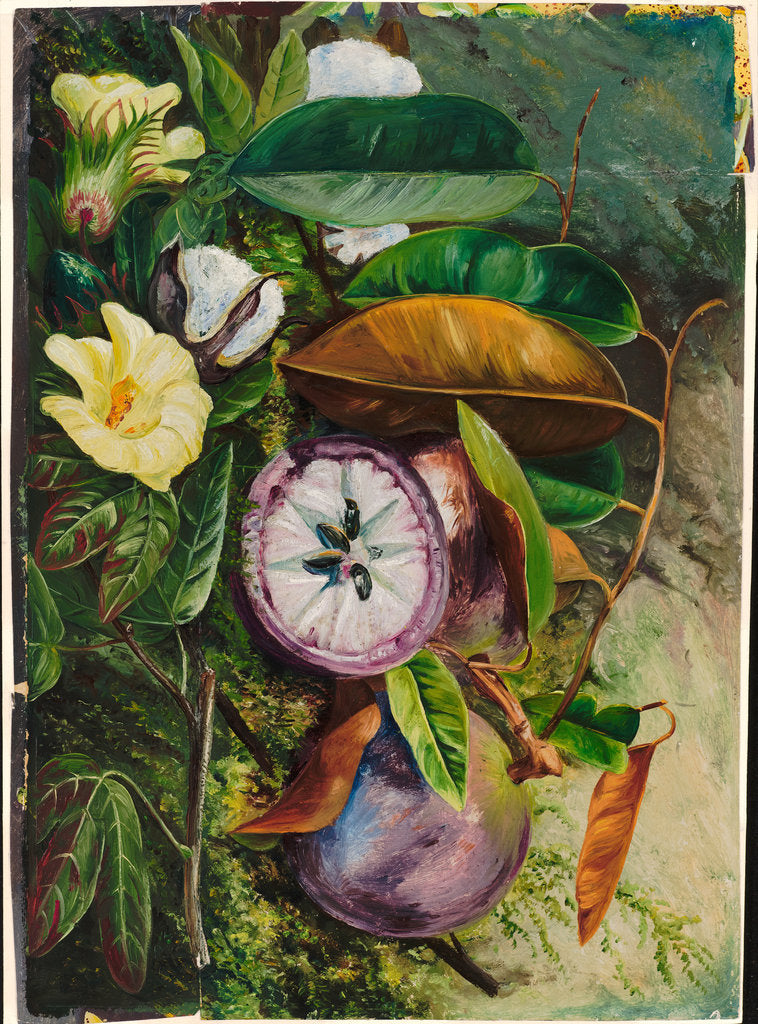Detail of 107. Foliage, flowers, and seed vessels of cotton, and fruit of star apple, Jamaica, 1872 by Marianne North