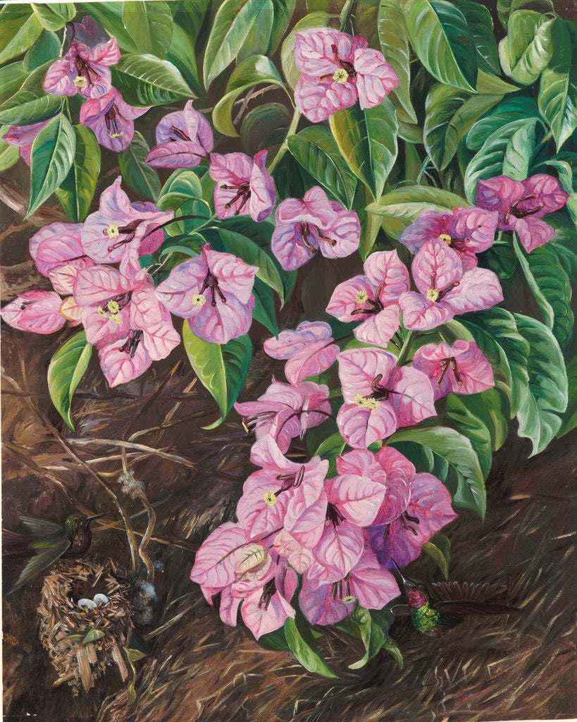 Detail of 108. Foliage and flowers of a Brazilian climbing shrub and humming birds, 1873 by Marianne North