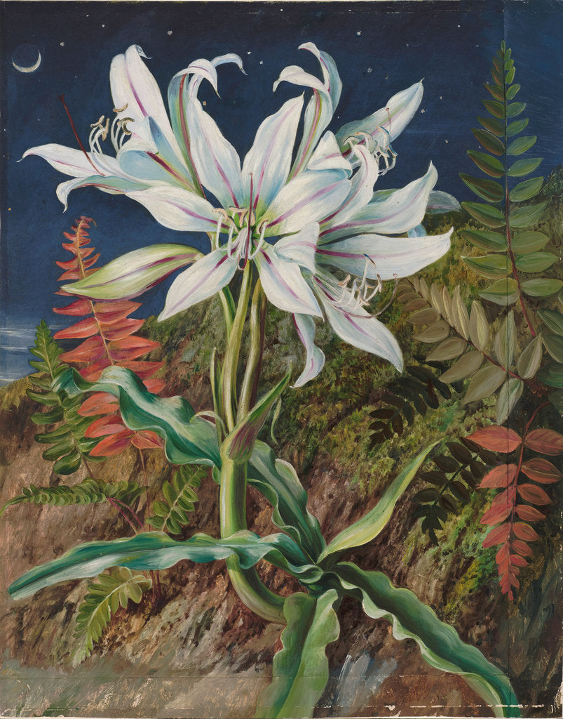 Detail of 110. Night-flowering lily and ferns, Jamaica, 1872 by Marianne North