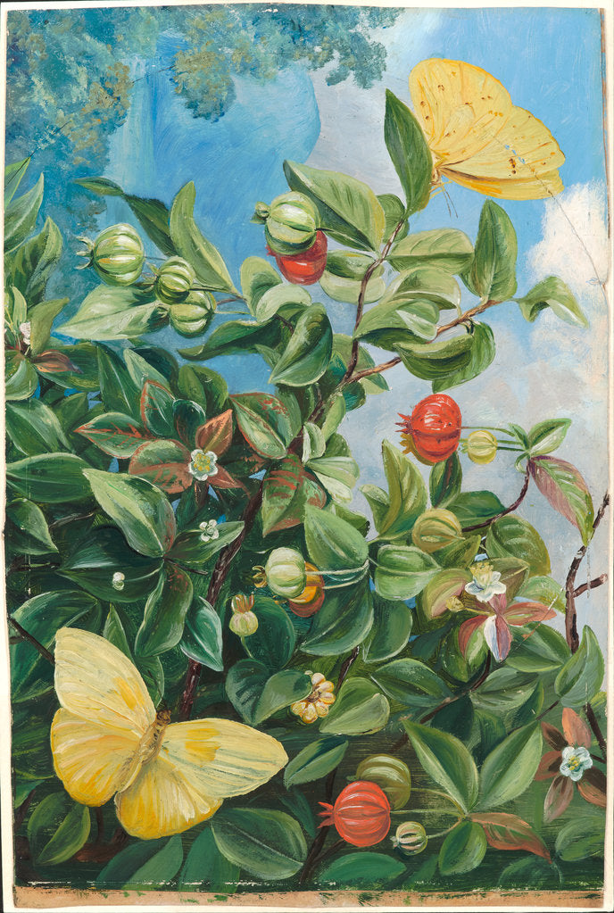 Detail of 114. Foliage, flowers and fruit of the pitanga, and sulphur butterflies, Jamaica, 1872 by Marianne North