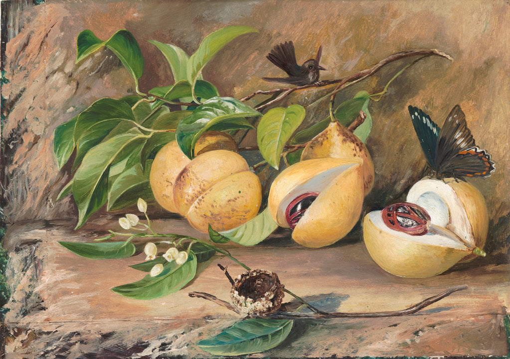 Detail of 119. Foliage, flowers and fruit of the nutmeg tree, and humming bird, Jamaica, 1872 by Marianne North