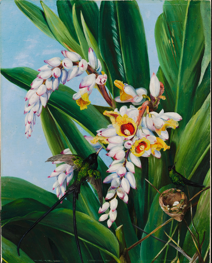 Detail of 123. Foliage and flowers of Alpinia nutans, and a pair of doctor humming birds, Jamaica , 1872 by Marianne North