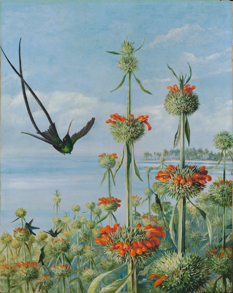 Detail of 124. Leonotis nepetaefolia and doctor humming birds, Jamaica, 1872. by Marianne North