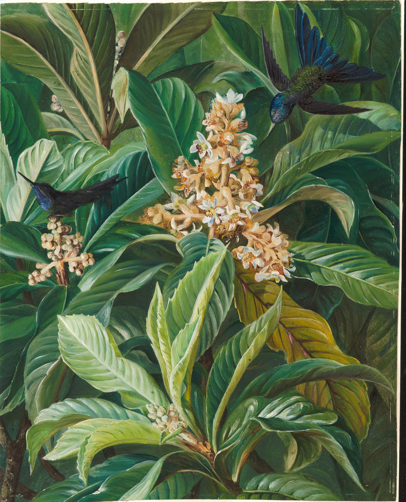 Detail of 128. Foliage and flowers of the loquat or Japanese medlar, Brazil, 1873 by Marianne North