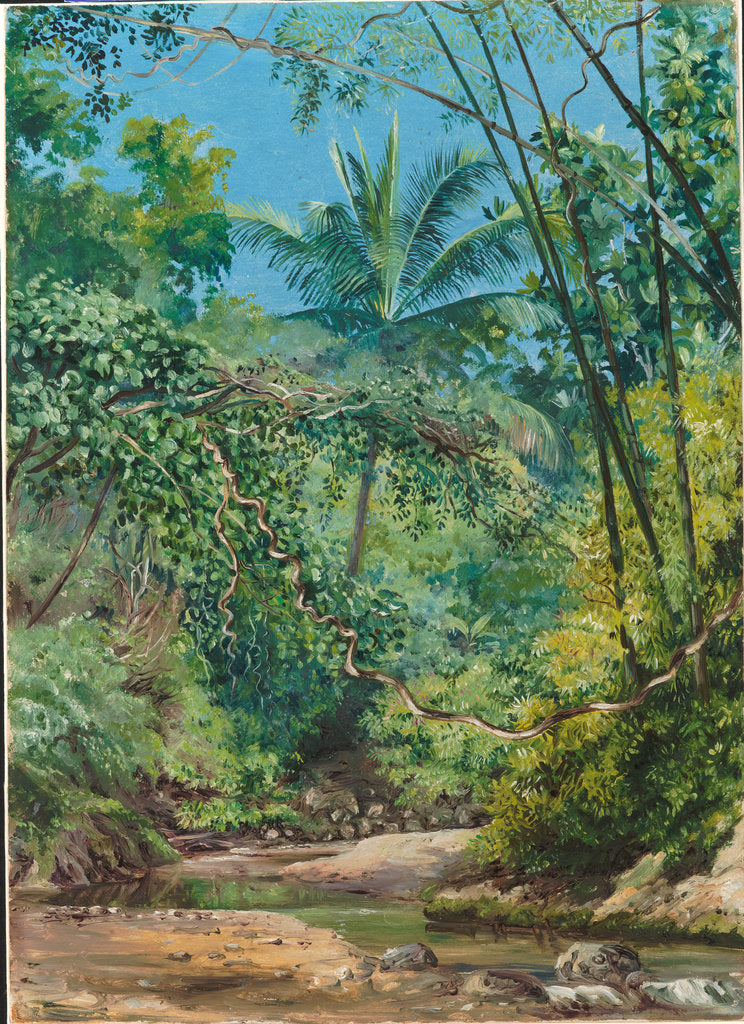 Detail of 130. Bamboos, cocoa nut trees, and other vegetation in the Bath valley, Jamaica, 1872 by Marianne North