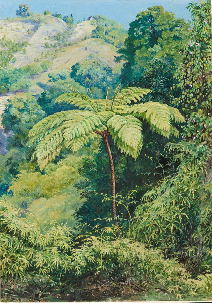 Detail of 131. Tree fern and whish-whish in the Punch Bowl valley, Jamaica, 1872 by Marianne North