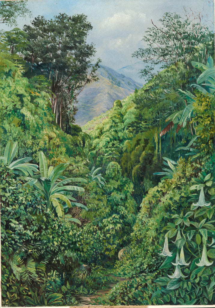 Detail of 132. Valley behind the artist's house at Gordontown, Jamaica, 1872 by Marianne North