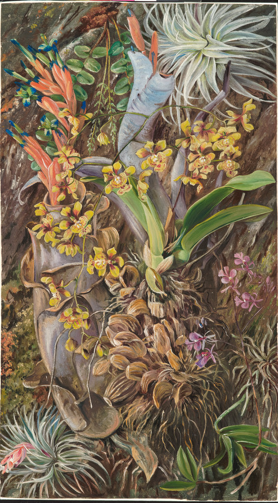 Detail of 134. Group of epiphytal orchids and bromeliads, Brazil, 1873 by Marianne North