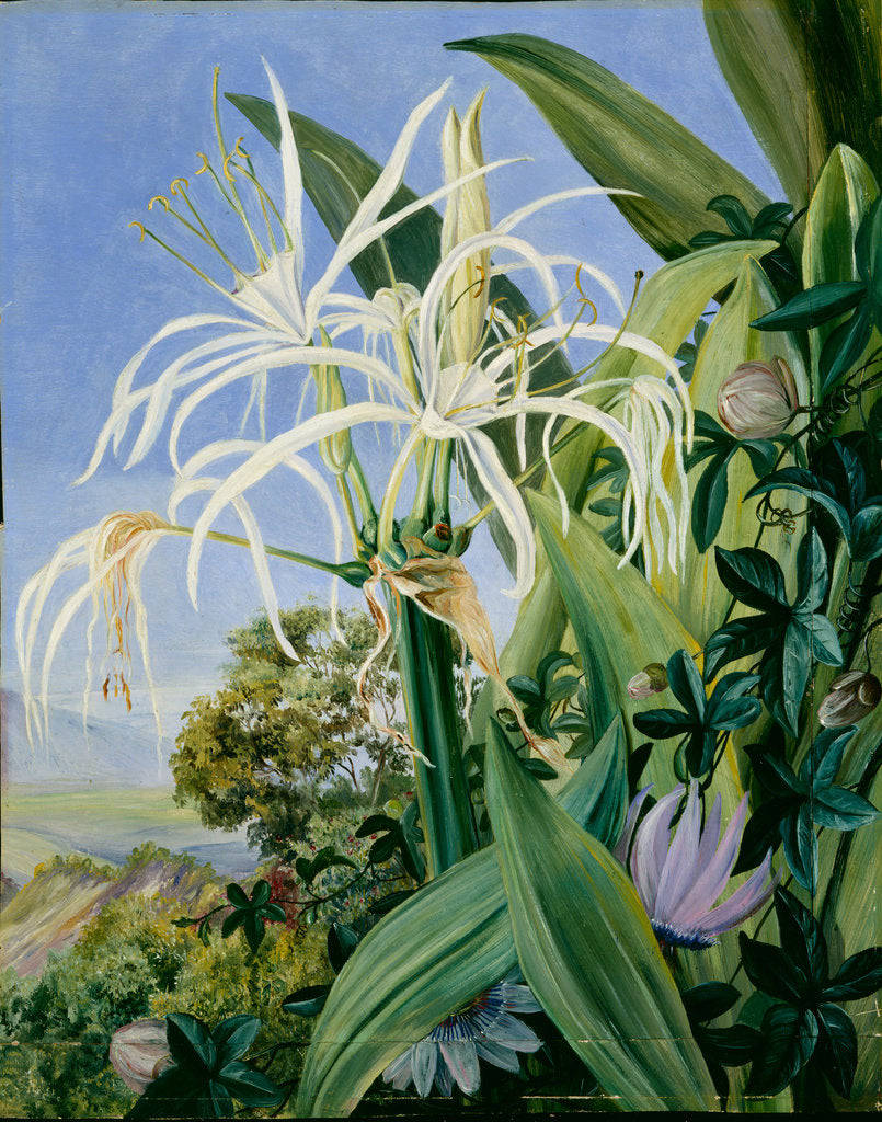 Detail of 136. Pancratium caribaeum and a passion flower, Jamaica, 1872 by Marianne North