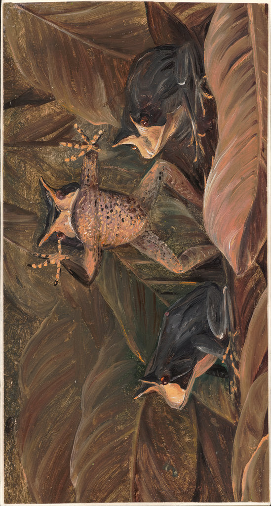 Detail of 140. Tree frogs, found amongst dead leaves, 1873 by Marianne North