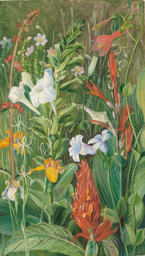 Detail of 143. Brazilian wild flowers, 1873. by Marianne North