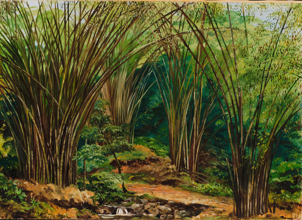 Detail of 148. Valley of bamboos, near Bath, Jamaica , 1873. by Marianne North