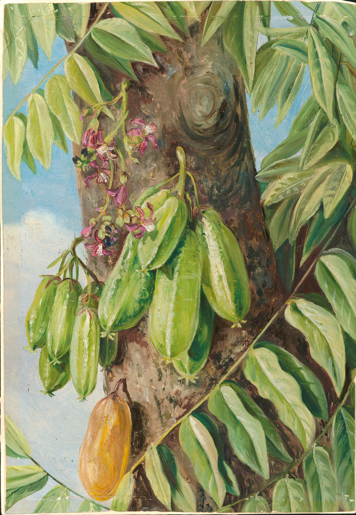 Detail of 152. The bilimbi or blimbing, Jamaica, 1872 by Marianne North